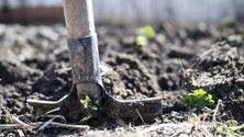 Imagem de Bruxelas mobiliza ajuda de 11,6 milhões para agricultores
