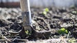 Imagem de Bruxelas mobiliza ajuda de 11,6 milhões para agricultores