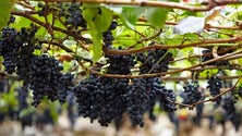 Imagem de Governo garante a compra da produção excedentária de uvas (Vídeo)