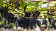 Governo garante a compra da produção excedentária de uvas (Vídeo)