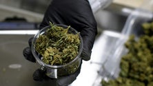 Imagem de Infarmed já recebeu 99 pedidos de licenciamento para cultivo de canábis medicinal