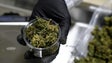 Imagem de Infarmed já recebeu 99 pedidos de licenciamento para cultivo de canábis medicinal