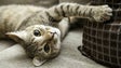 Imagem de Funchal lança nova campanha gratuita de vacinação para cães e gatos
