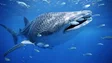 Transporte marítimo pode estar a causar a morte do tubarão-baleia em todo o mundo
