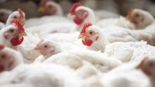 Imagem de Abate de frango subiu 11,6%.