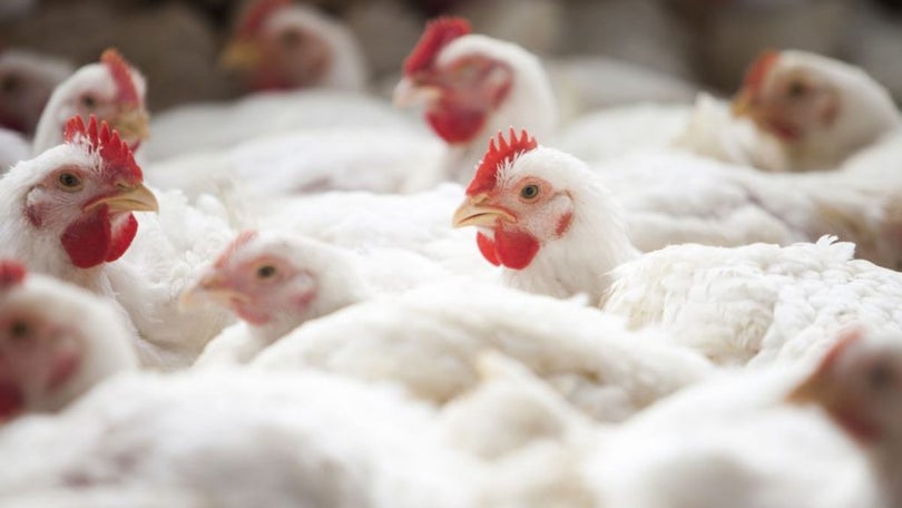 Imagem de Abate de frango subiu 11,6%.