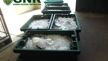 Imagem de GNR apreende 164 quilos de pescado