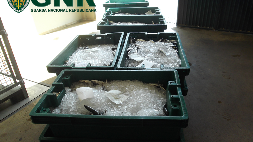 Imagem de GNR apreende 164 quilos de pescado