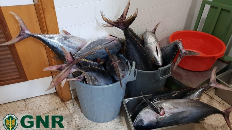 Mais de 500kg de atum patudo apreendidos no Caniçal