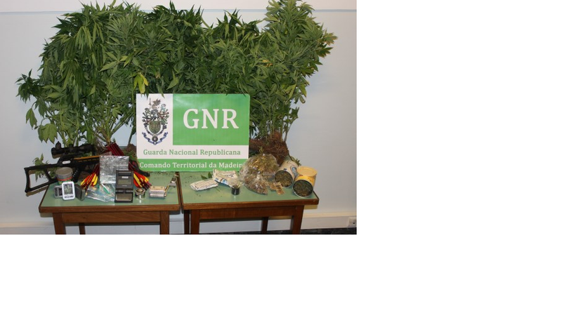 GNR deteve homem por cultivo de estupefacientes e tráfico de droga
