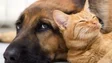 Imagem de Mais de 1,7 milhões de cães e gatos registados em quatro anos