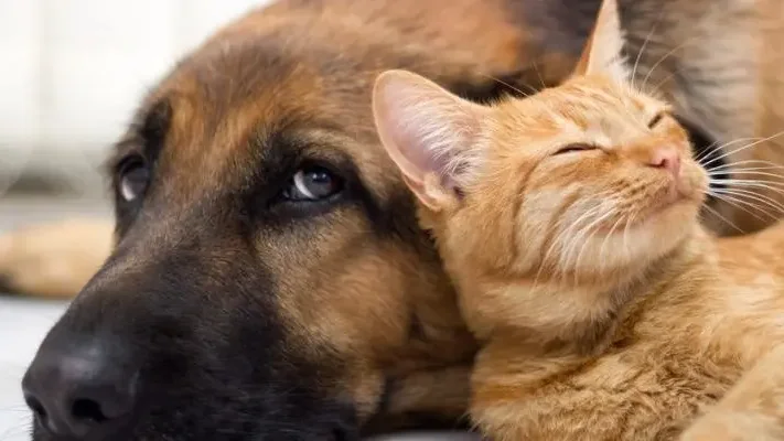 Mais de 1,7 milhões de cães e gatos registados em quatro anos