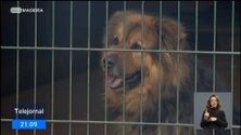 Imagem de Animais são alvo de maus tratos (vídeo)