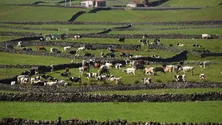 Imagem de Inflação cria desequilíbrios na agricultura (Vídeo)