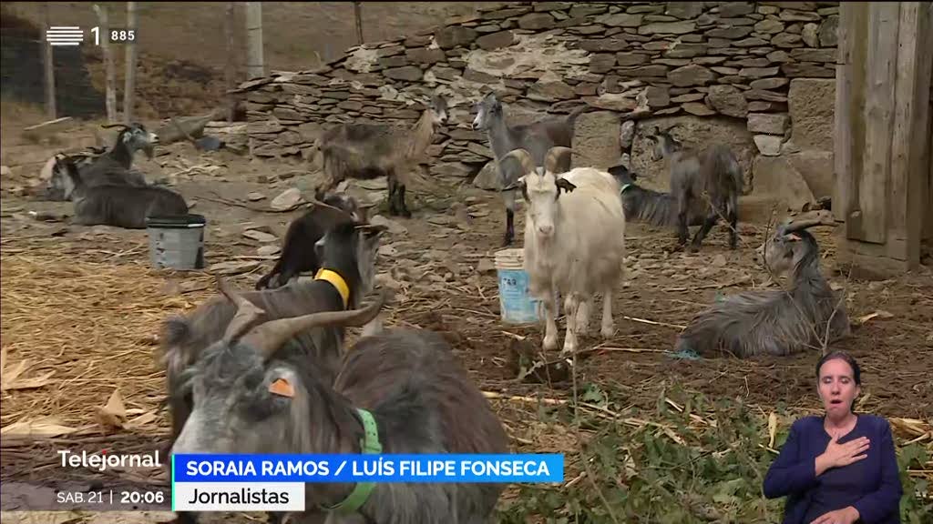 Incêndio de Castro de Aire matou 120 cabras numa exploração pecuária