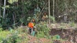 Instituto das Florestas contratou 10 sapadores florestais que têm missão preventiva (vídeo)