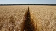 Kiev diz que as exportações de cereais podem começar esta semana