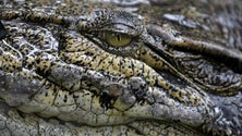 Imagem de Espanha dá por terminadas buscas a crocodilo nos rios Douro e Pisuerga