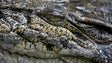 Imagem de Espanha dá por terminadas buscas a crocodilo nos rios Douro e Pisuerga