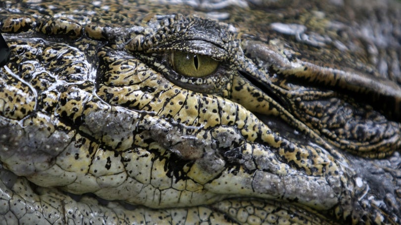 Imagem de Espanha dá por terminadas buscas a crocodilo nos rios Douro e Pisuerga