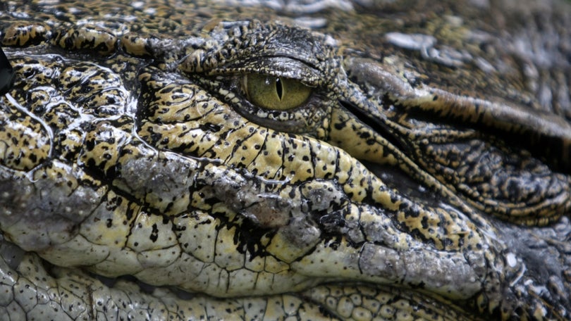 Espanha dá por terminadas buscas a crocodilo nos rios Douro e Pisuerga