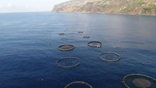 Imagem de Projeto de aquacultura da Ponta do Sol vai avançar