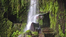 Imagem de Turista sofre queda de 8 metros na Levada da Ribeira da Janela