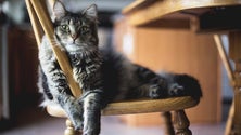 Imagem de Empresários apelam ao boicote da lei sobre animais em restaurantes