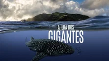 Imagem de Documentário mostra o maior peixe do Mundo (Vídeo)