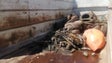Madeira quer acabar com lixo marinho (áudio)