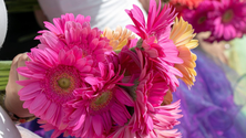 Imagem de Floristas aumentam as vendas durante a Festa da Flor