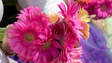 Floristas aumentam as vendas durante a Festa da Flor