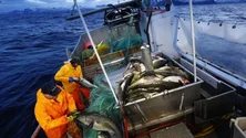 Portugal tem menos de 11% da frota de pesca da União Europeia