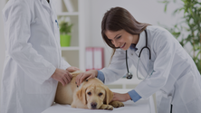 Imagem de Sistema de Informação de Animais de Companhia torna obrigatório um registo