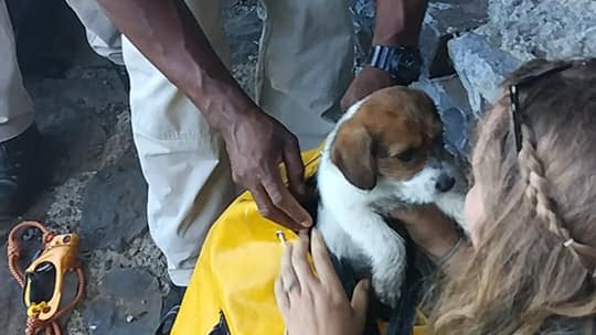 Cão de dois meses resiste a queda de 15 metros