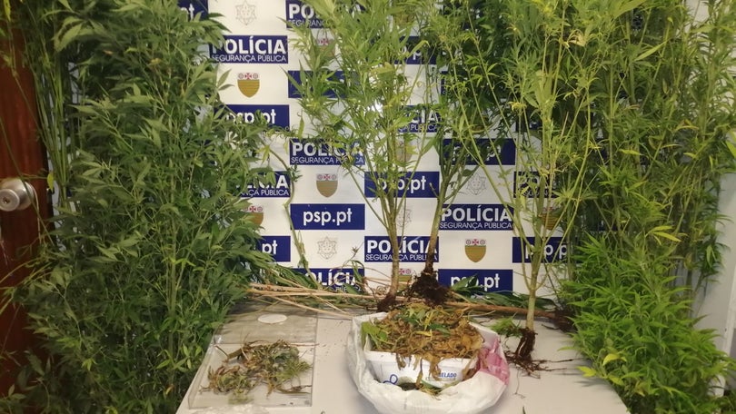 Imagem de Homem detido no Funchal por tráfico e consumo de droga