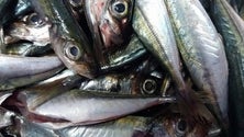 Imagem de Secretário do Mar rejeita responsabilidades perante queixas de pescadores (Vídeo)