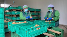 Imagem de Frutas e Verduras cresceu 67 por cento (vídeo)