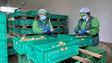 Imagem de Frutas e Verduras cresceu 67 por cento (vídeo)
