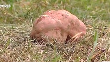 Imagem de Batata doce descomunal bate recorde no Faial (Vídeo)
