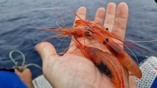 Imagem de Pela primeira vez na Madeira vai ser permitida a pesca de gambas (áudio)