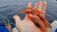 Pela primeira vez na Madeira vai ser permitida a pesca de gambas (áudio)