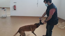 Imagem de Cães detetam covid através do suor (vídeo)