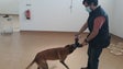 Cães detetam covid através do suor (vídeo)