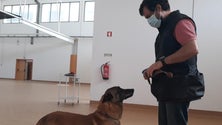 Imagem de Madeira não cumpriu promessa de testes com cães (áudio)