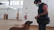 Imagem de Madeira não cumpriu promessa de testes com cães (áudio)