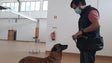 Madeira não cumpriu promessa de testes com cães (áudio)