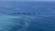Imagem de Jaulas de aquacultura alvo de reparação