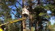 Câmara do Funchal reforça orçamento para abate de árvores