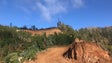 Reflorestação das serras do Funchal custa meio milhão de euros